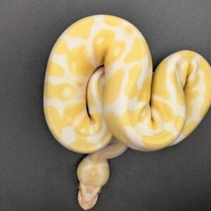 Albino Ball Python