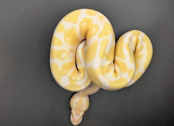 Albino Ball Python