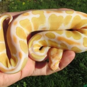Albino Ball Python for sale