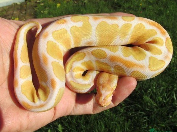 Albino Ball Python for sale