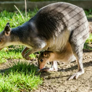 Available Kangaroos