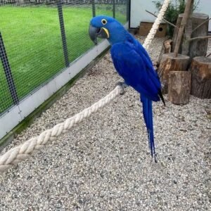 Available Birds