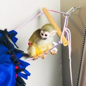 Squirrel Monkey for sale