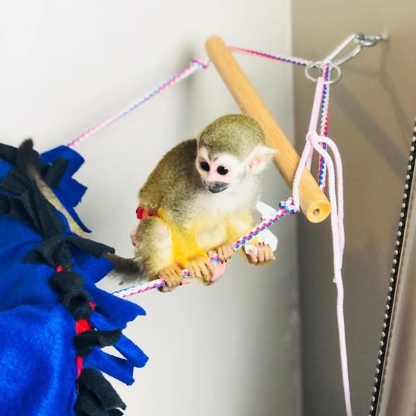 Squirrel Monkey for sale