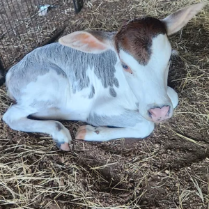 Wifi- Mini Zebu Tame Bottle Baby Heifer