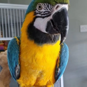 Blue & Gold Macaw Available