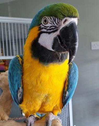 Blue & Gold Macaw Available