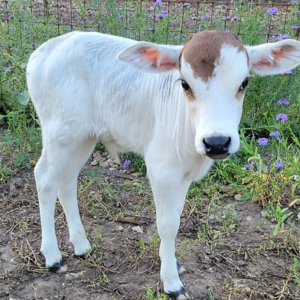 Volvo – Mini Zebu Tame Bottle Bull Calf
