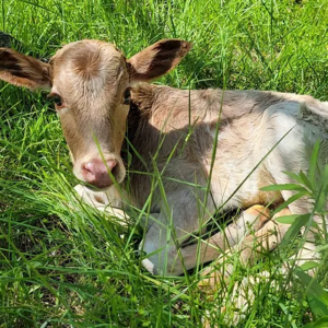 Mallow – Mini Zebu Tame Bottle Bull Calf