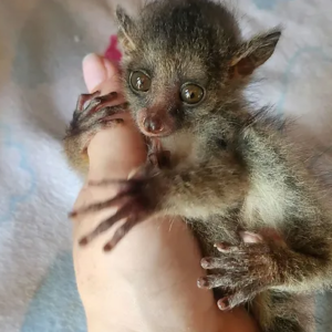 Julien – Baby Bushbaby Male
