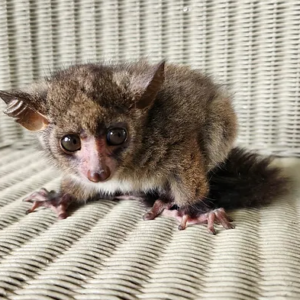 King – Baby Bushbaby Male