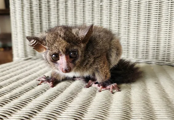 King – Baby Bushbaby Male