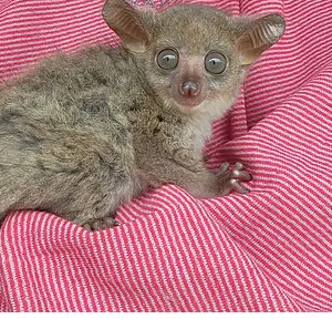 Nina – Baby Bushbaby Female