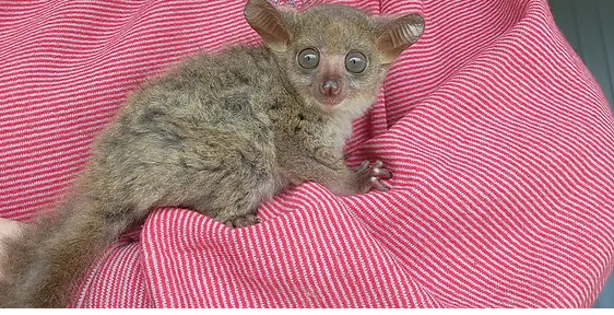 Nina – Baby Bushbaby Female