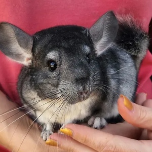Rocky – Male Baby Chinchilla