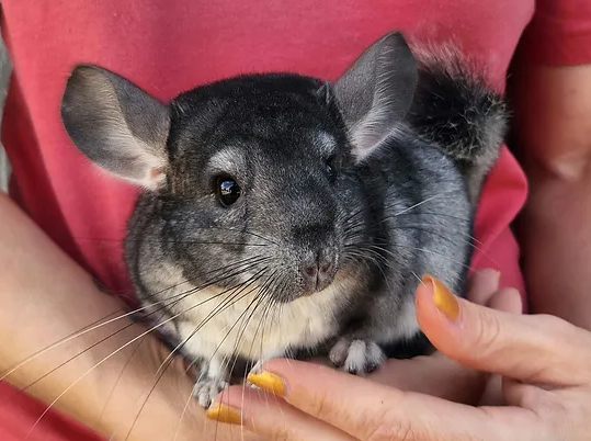 Rocky – Male Baby Chinchilla