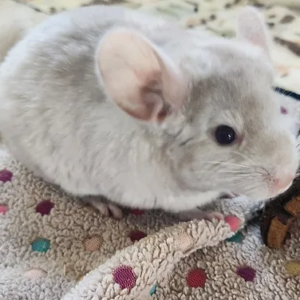Charlie – Male Baby Chinchilla