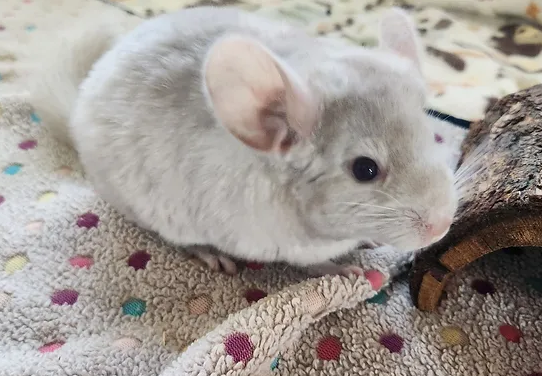 Charlie – Male Baby Chinchilla