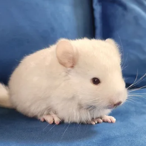 Mikie – Female Baby Chinchilla