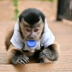 Available Capuchin Monkey