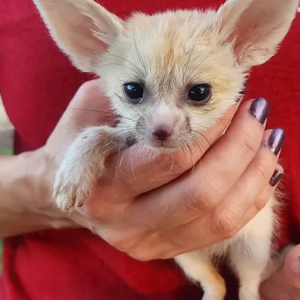 Kike – Male Fennec Fox Kit