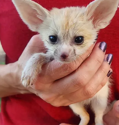 Kike – Male Fennec Fox Kit