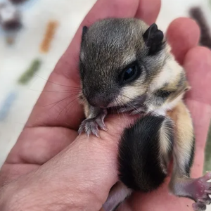 Ivan- Flying Squirrel Male