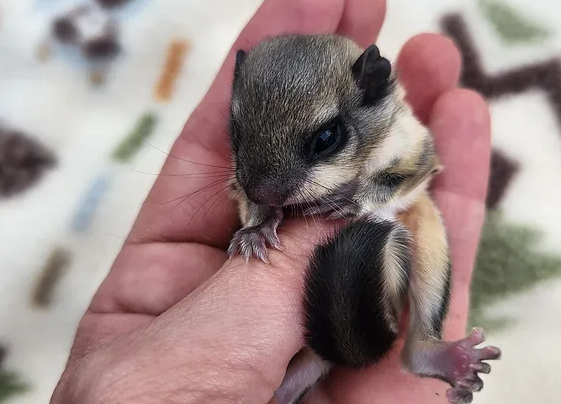 Ivan- Flying Squirrel Male