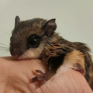 Iv- Flying Squirrel Female