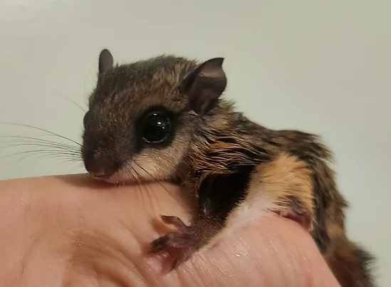Iv- Flying Squirrel Female