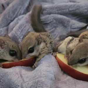 Flying Squirrel Male and Female