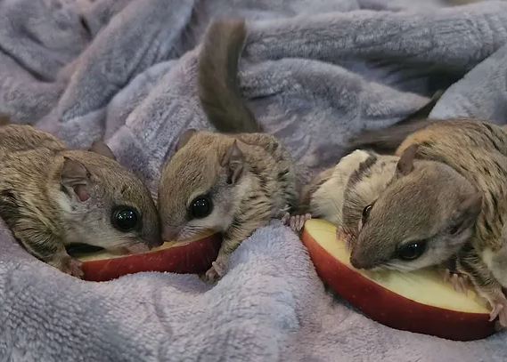 Flying Squirrel Male and Female