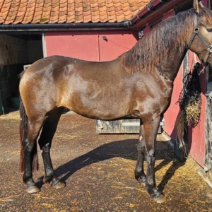 Amazing Friesian Horses Available for good home