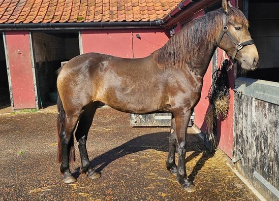 Amazing Friesian Horses Available for good home
