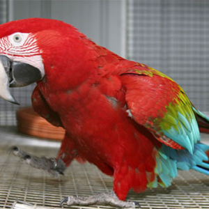 Green wing Macaw
