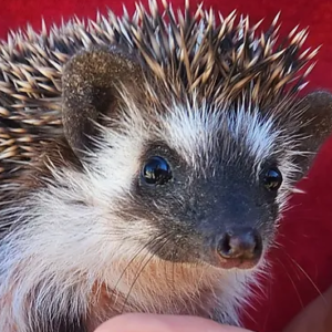 Nika – Male Hedgehog