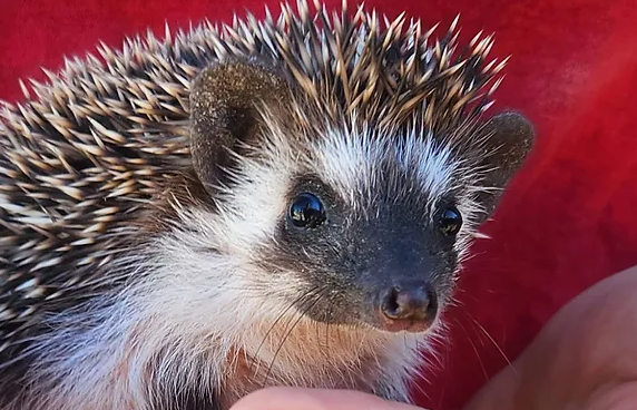 Nika – Male Hedgehog