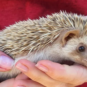 Riri – Female Hedgehog