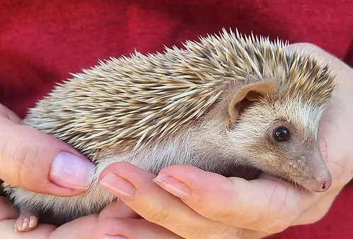 Riri – Female Hedgehog