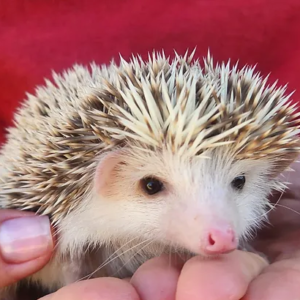 Chichi – Female Hedgehog