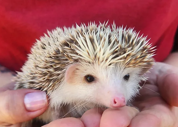 Chichi – Female Hedgehog