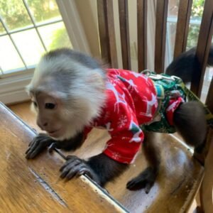 Capuchin Monkeys for sale