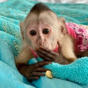 Capuchin Monkeys