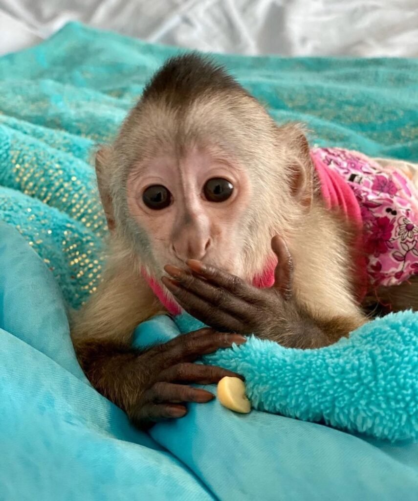 Capuchin Monkeys