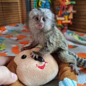 Marmoset Monkey for sale