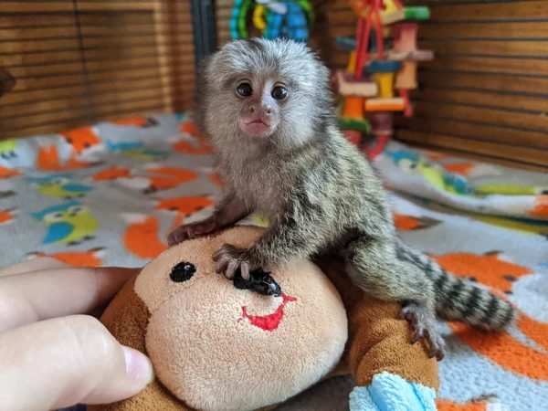 Marmoset Monkey for sale