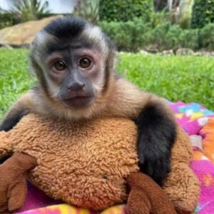 Available Capuchin monkeys