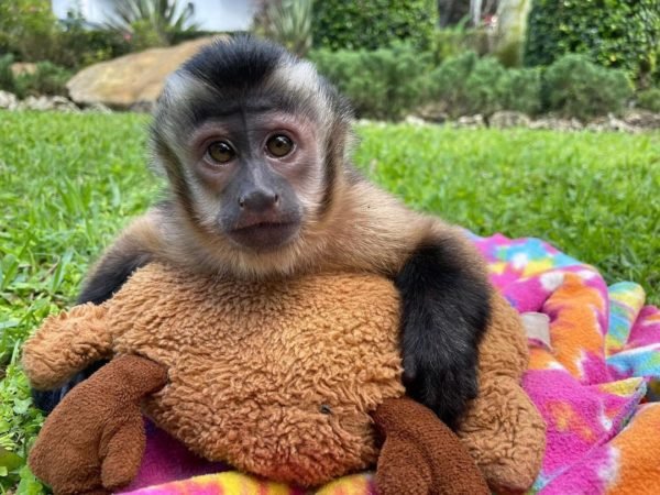 Available Capuchin monkeys