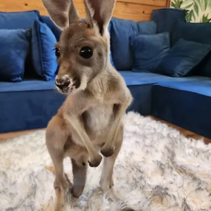 Iver- Female Baby Red Kangaroo