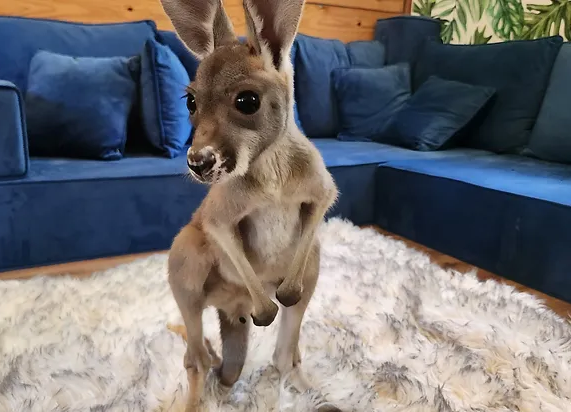 Iver- Female Baby Red Kangaroo